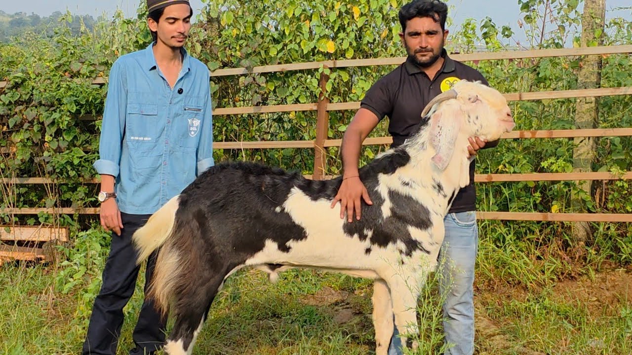 Gujri Big Khassi Bakra Of NN Umer Agro Farm Shahpur Maharashtra. 