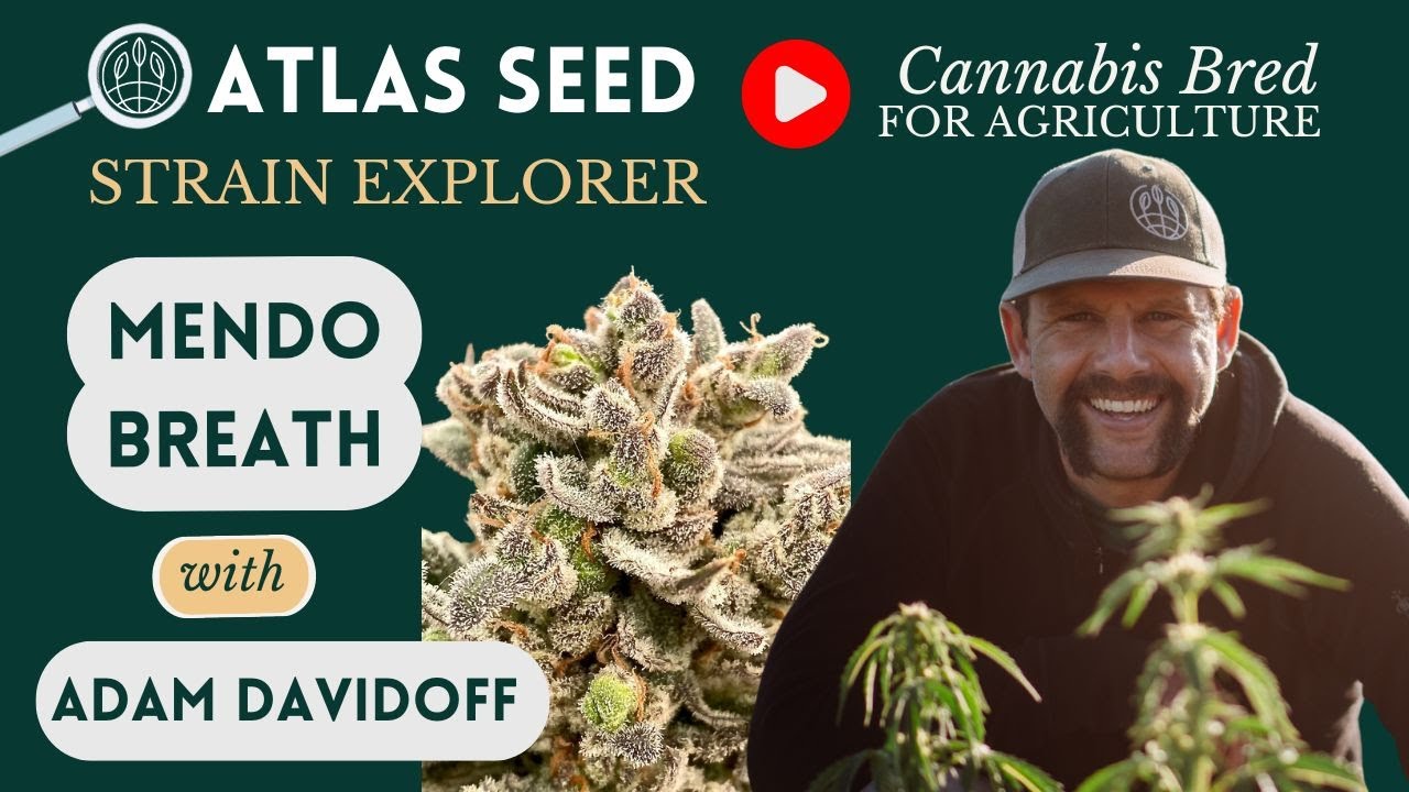 Mendo Breath s1 population - Atlas Seed Feminized f1 Hybrid Cannabis Cultivars - fall 22'