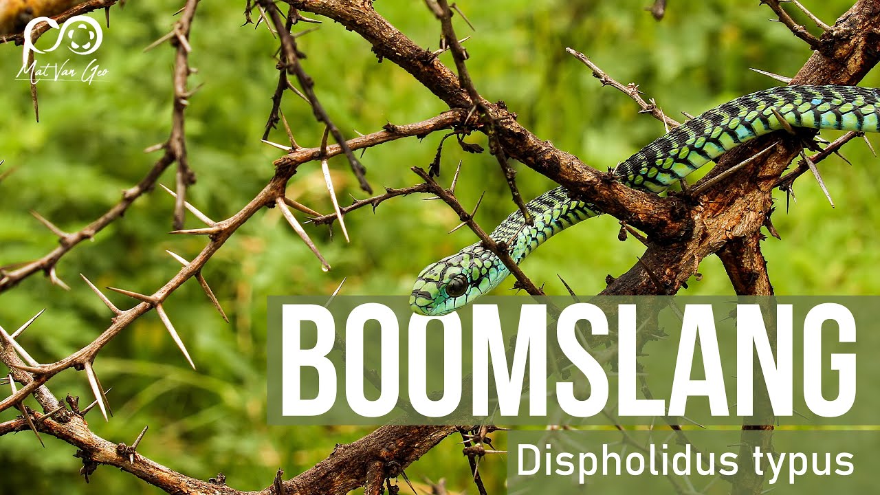 Boomslang (Dispholidus typus) | Herping South Africa