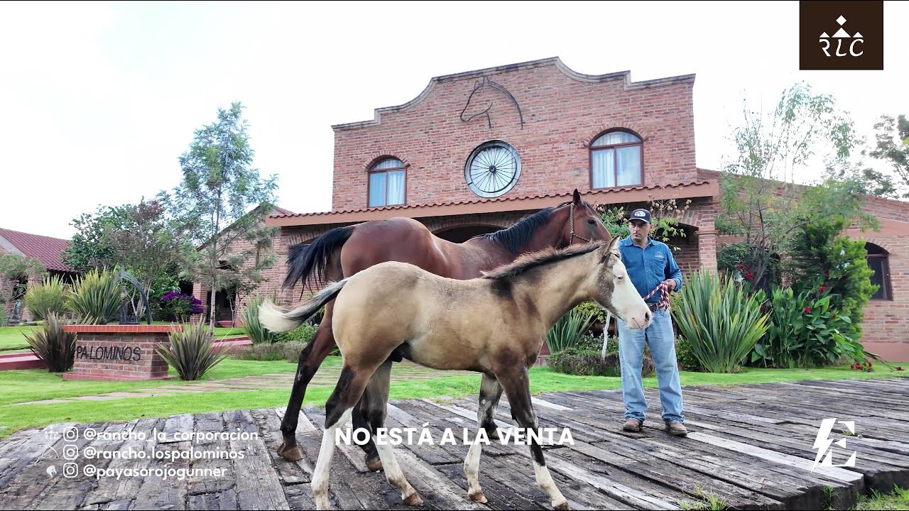 Rancho Los Palominos - Lo que produce ENCANTADOR y EL AZUL