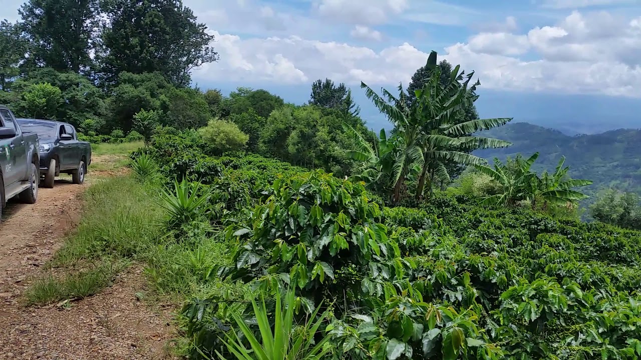 Cafetales de Honduras