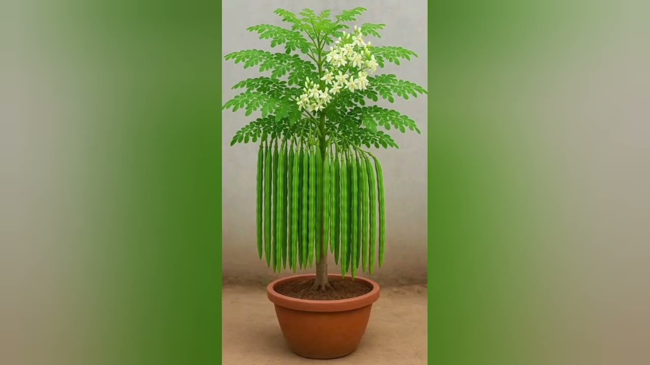 Umuti w'ibimera uvura umugongo, January 12, 2026