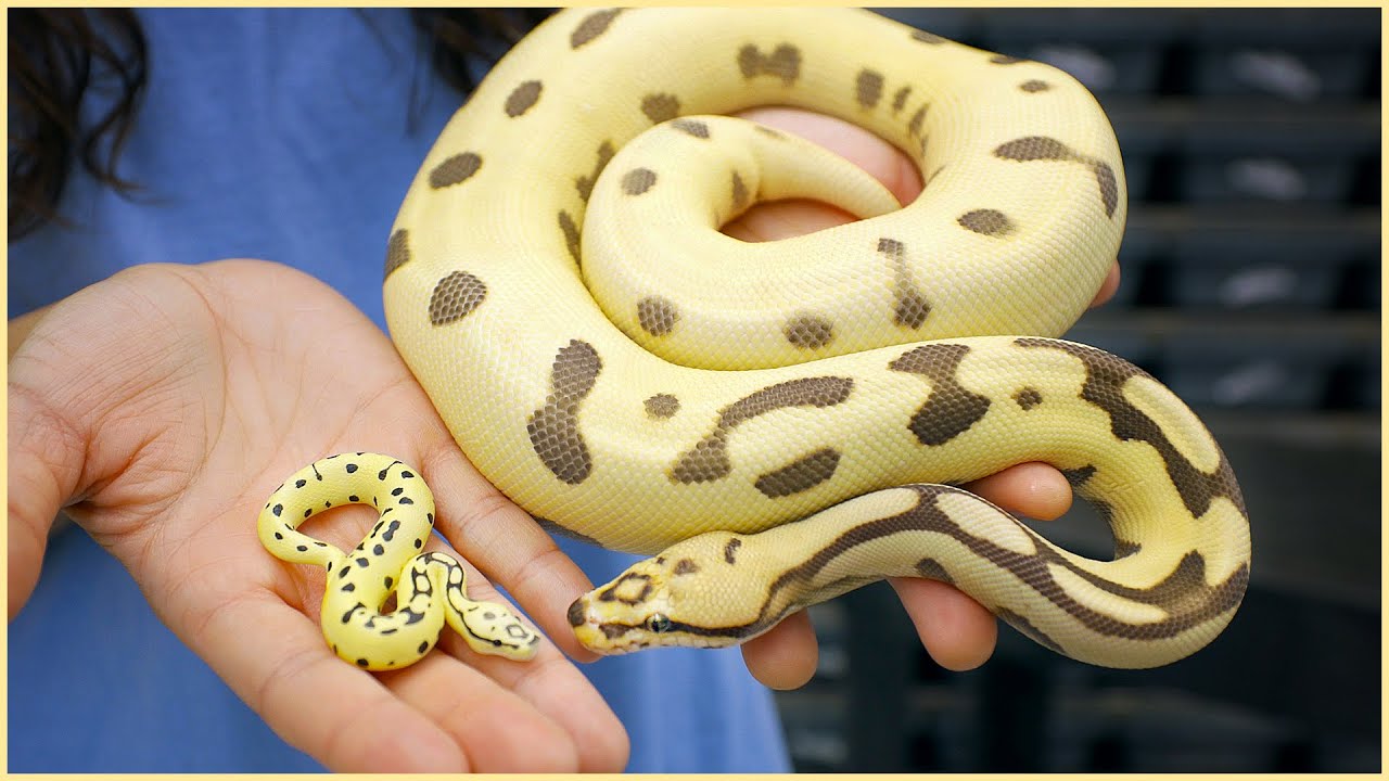 Crazy Ball Python MINI-ME &mdash; Looks EXACTLY the Same! | #Hetflix 125