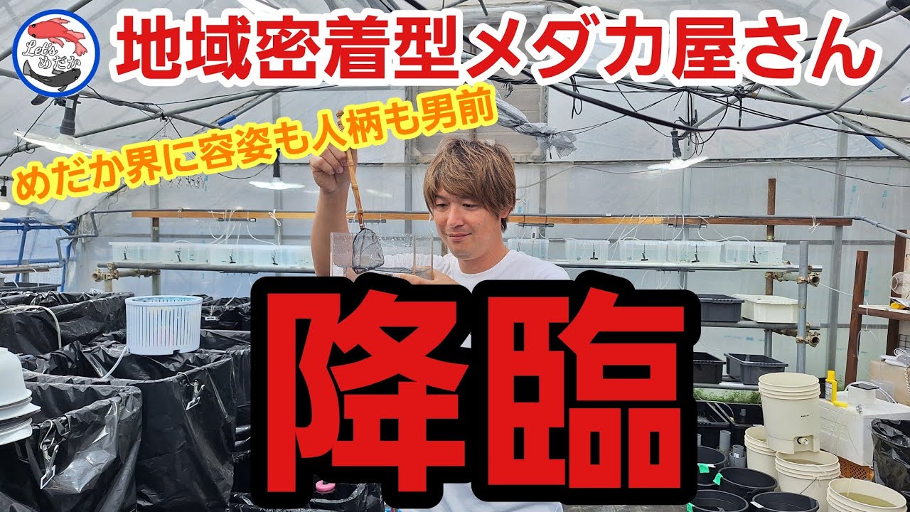 【メダカ初心者必見】根が真面目なメダカ屋さん有田みかんとメダカを作る男#メダカ