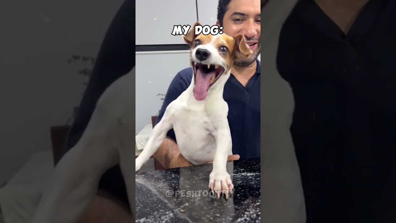 My Dog vs Other Dogs #puppy #dog #puppies #cute #funny #funnyvideo #laugh #pets #animals #fun #dogs