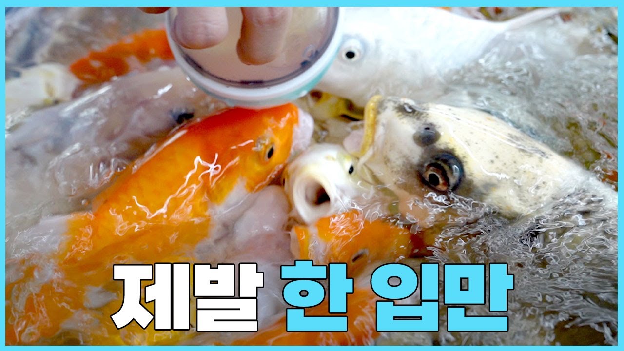 수족관에서 잉어들을 굶기는 이유 - 밥 주기, 잡기 체험