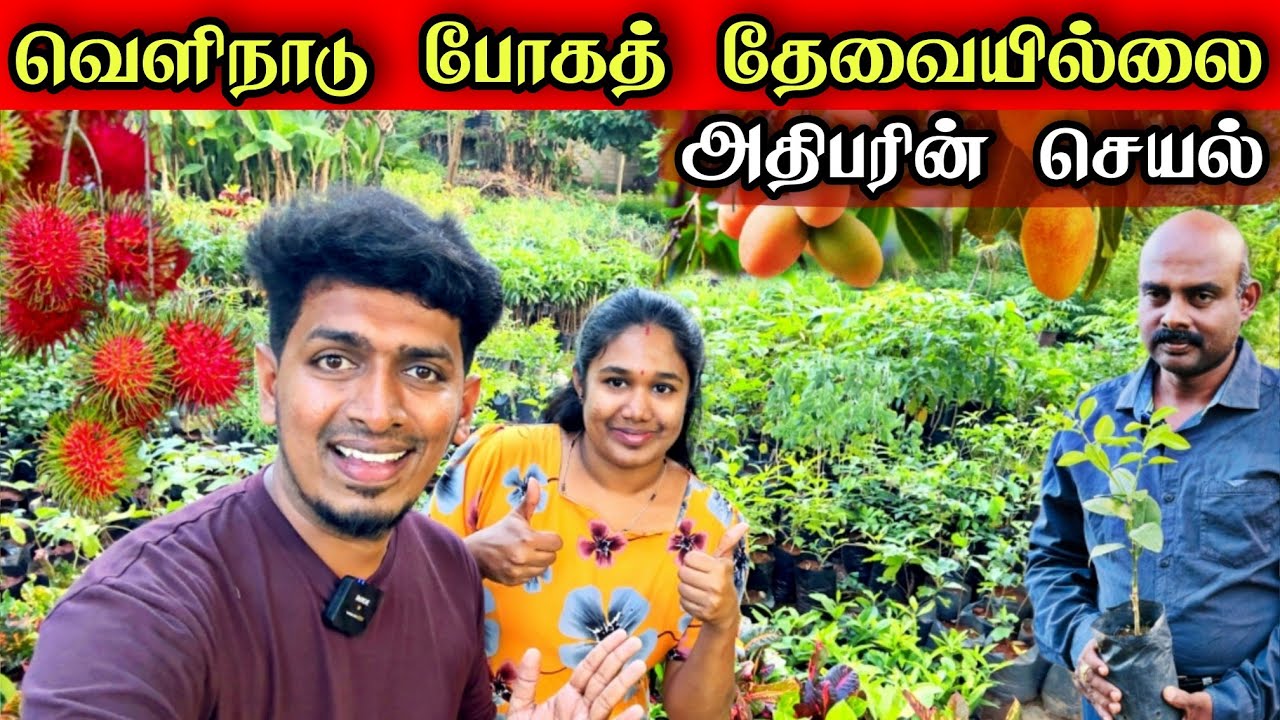 அதிபரின் 1000 வகையான பயனுள்ள மரக்கன்று பண்ணை 🍇😍🌳 வெளிநாட்டை நம்பி நாங்கள் இல்லை  😊 | Biggest Farm 🌳