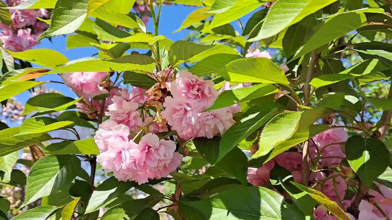 SPRING/ПРОЛЕТ - spontaneous channel singing for balance and higher vibration by Dolya Nova