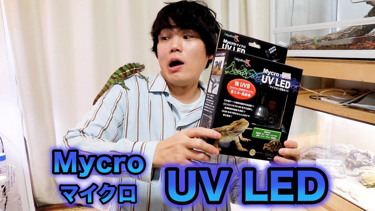 カメレオンに新型紫外線ライト使ってみた！【マイクロUV LEDレビュー】