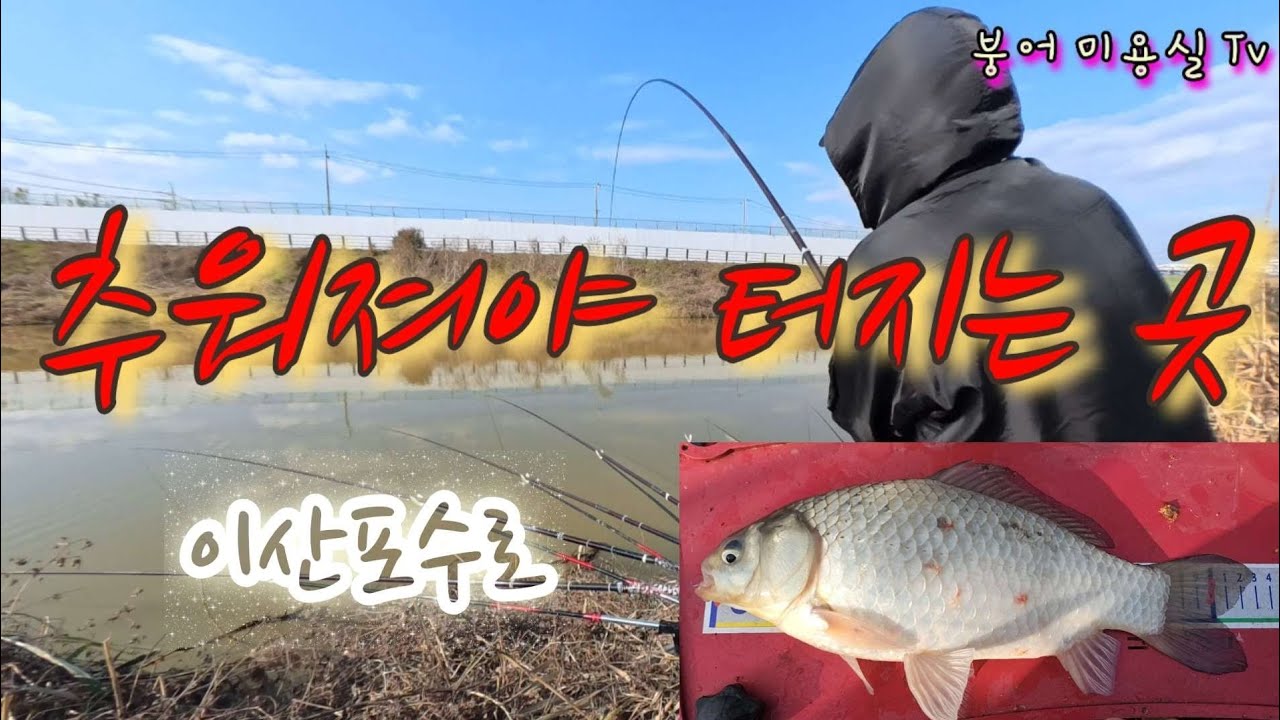 이산포에서 힘좋은 붕어들 만나고 왔어요 #민물낚시 #붕어낚시 #fishing #낚시 #월척 #수로낚시 #이산포수로