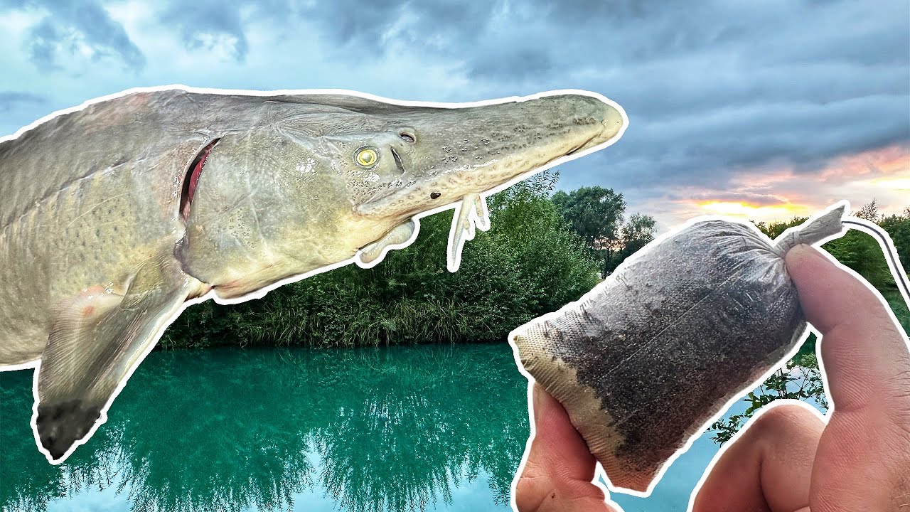 Fishing for HUGE UK Sturgeon