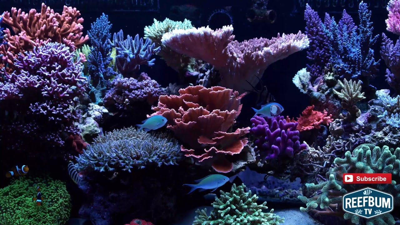 Are Metal Halides Making a Comeback? 