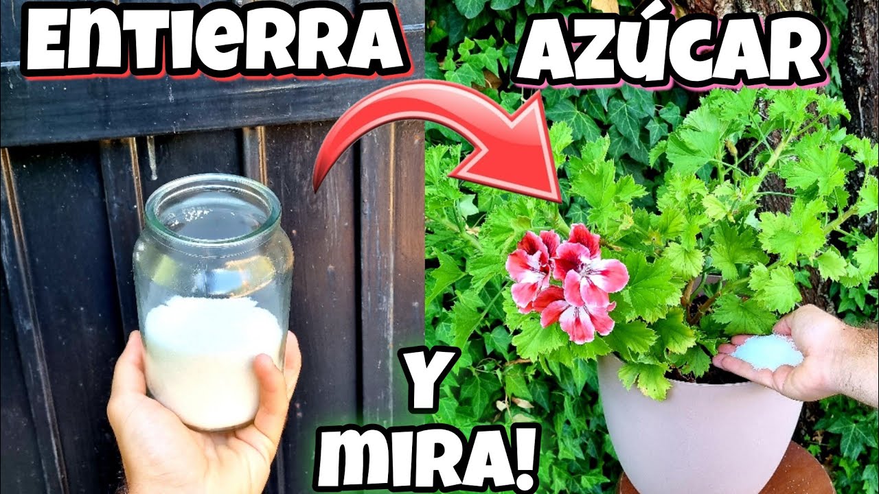 ENTIERRA AZÚCAR en Tus Plantas y MIRA lo que PASA! Abono casero para Huerto urbano en casa y jardín