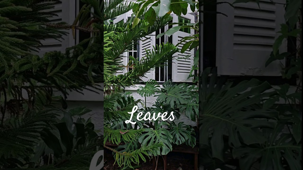 Cosy Home & Tropical Garden, Black & White House 