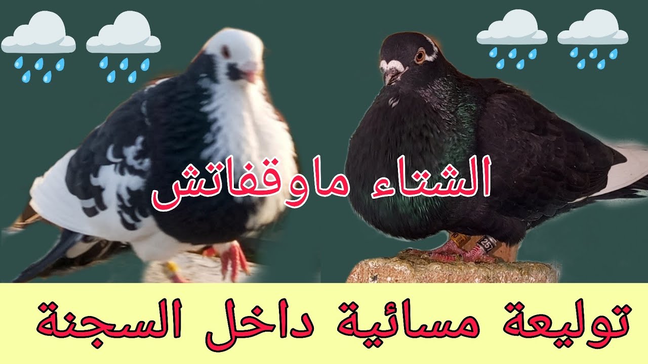 توليعة خفيفة داخل السجنة شتيوا ماوقفاش تبارك الله #explore #المغرب #سلالة_الأنيق #السيفيانوس_المغربي