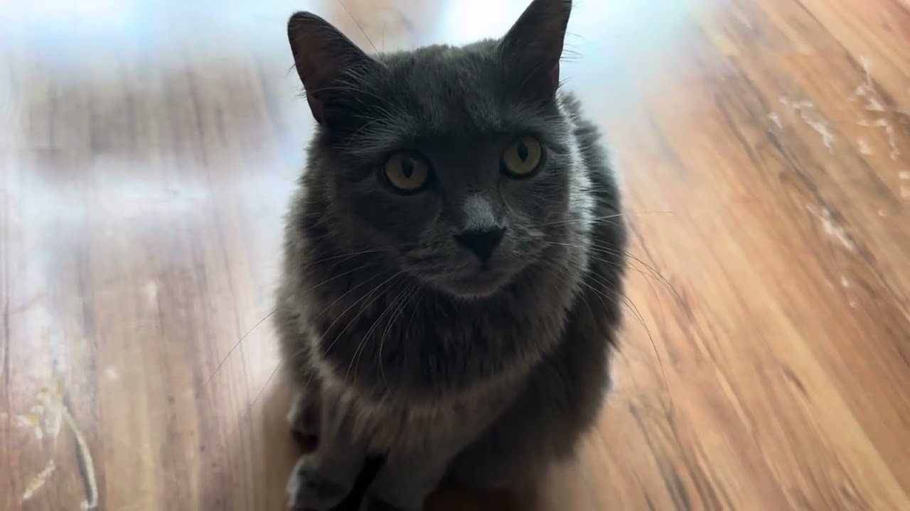 I talk to my cat about bowl jealousy