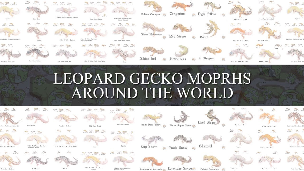 Морфы леопардовых гекконов по всему миру | Виды леопардовых гекконов | Городской геккон | GECKOSETC