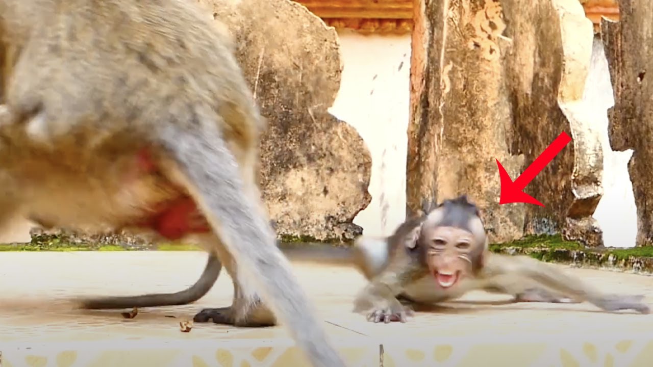 Most pitiful baby monkey Vegan cried loudly scared of big monkey beating no mom