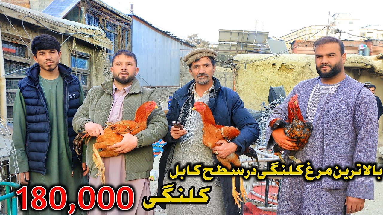Самая дорогая курица в Кабуле - курица Каланги - 180 000 афгани || Самая дорогая курица Каланги в...