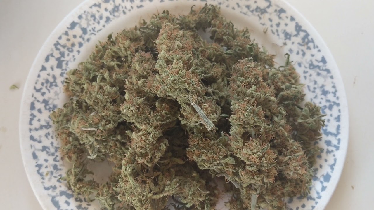 GELATO AUTO MEDICAL CANNABIS #FASTBUDSGENETICS