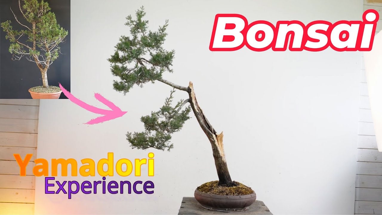 Bonsai da albero yamadori