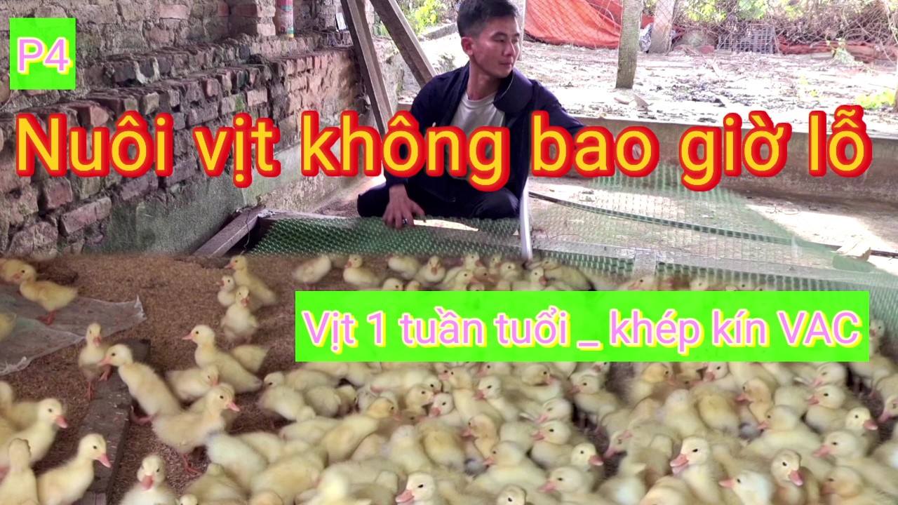 Úm vịt con . Nuôi vịt không bao giờ lỗ - Phần 4 . Mô hình nuôi vịt VAC khép kín [ #Cacv6 ]