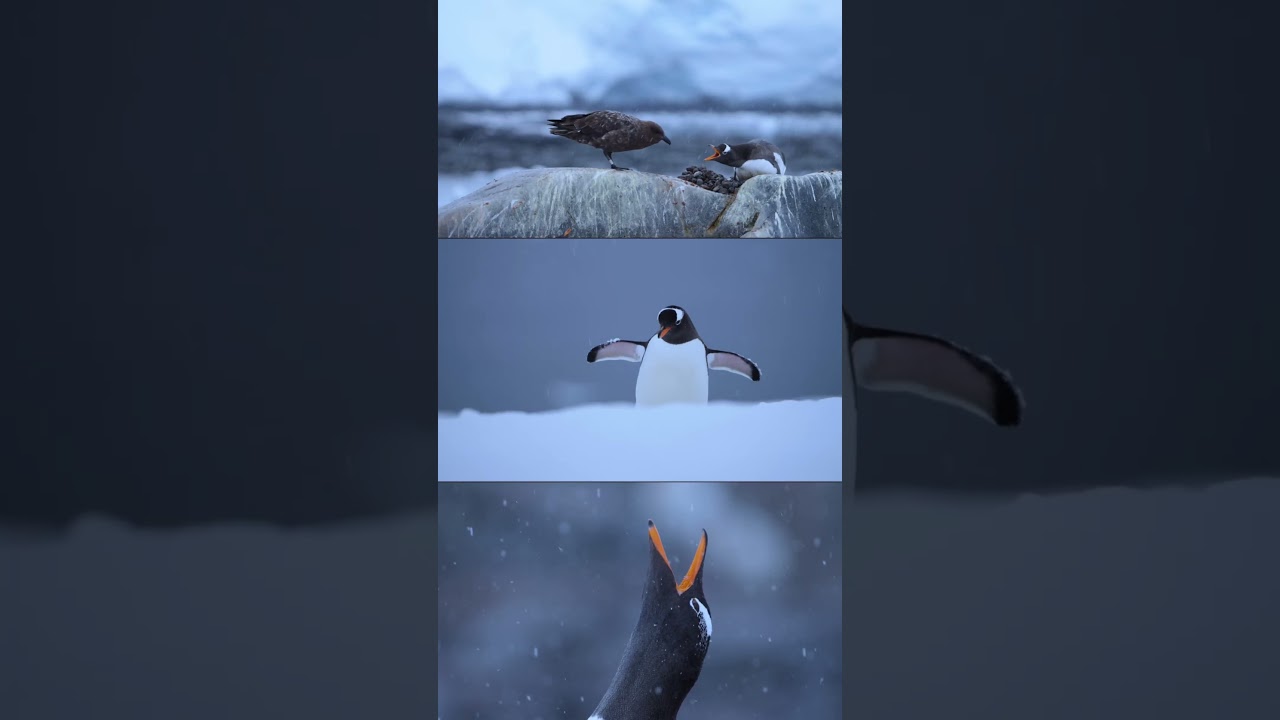 Filming Penguins in Antarctica on Sony FX6 + Ronin 4D