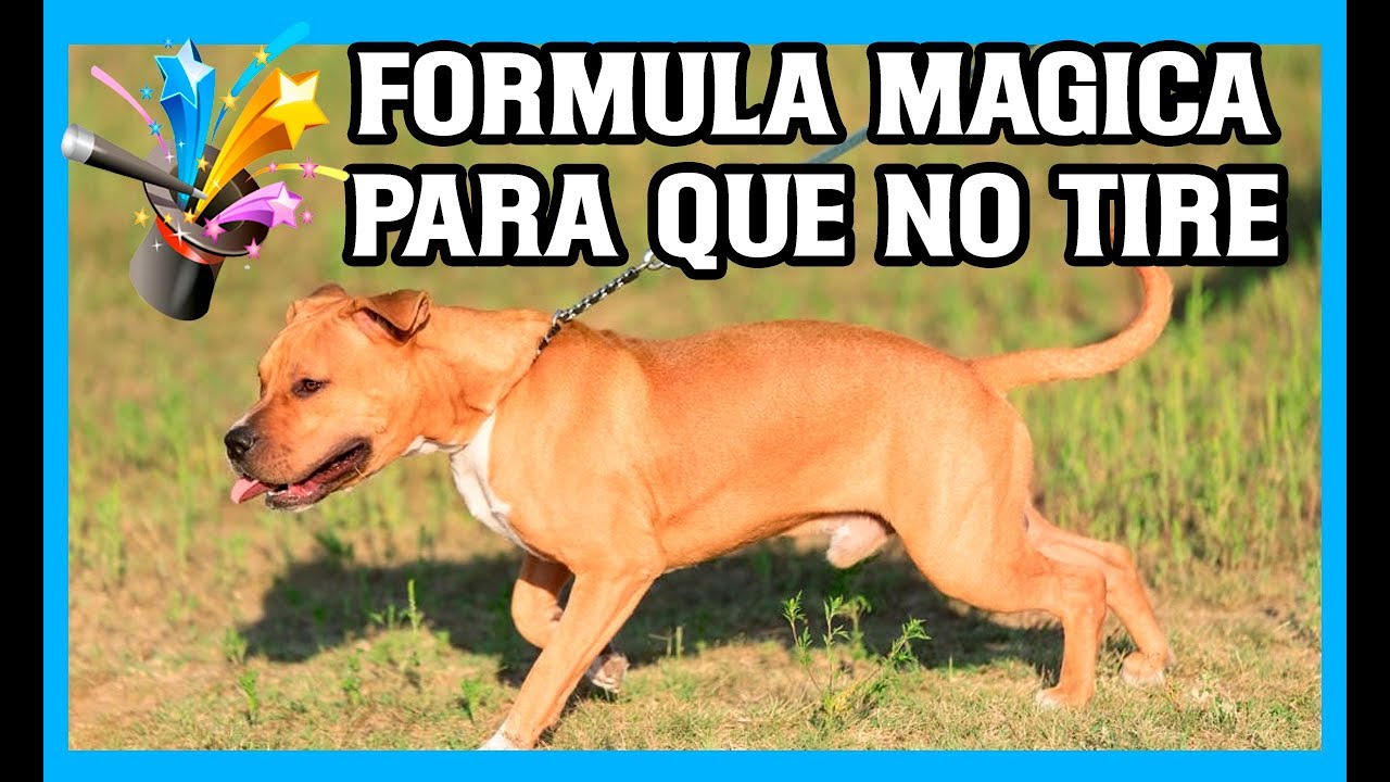 ✨Fórmulas mágicas para que tu perro no tire de la correa y acuda a la llamada 😮