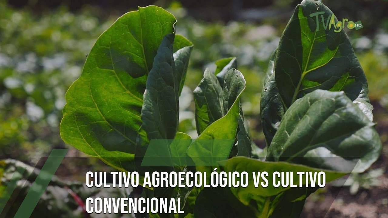 Cultivo agroecológico vs cultivo convencional - TvAgro por Juan Gonzalo Angel Restrepo