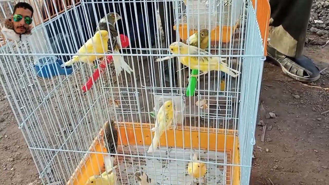 اثمنة طيور كناري/اقفاص و مستلزمات الطيور سوق القريعة الدار البيضاء 🐦🦜🐦🦜