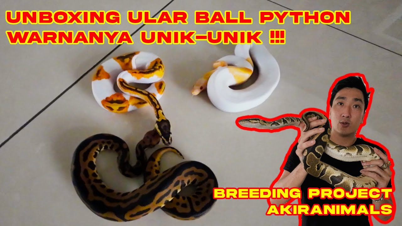 UNBOXING ULAR BALL PYTHON , WARNANYA UNIK-UNIK !!!