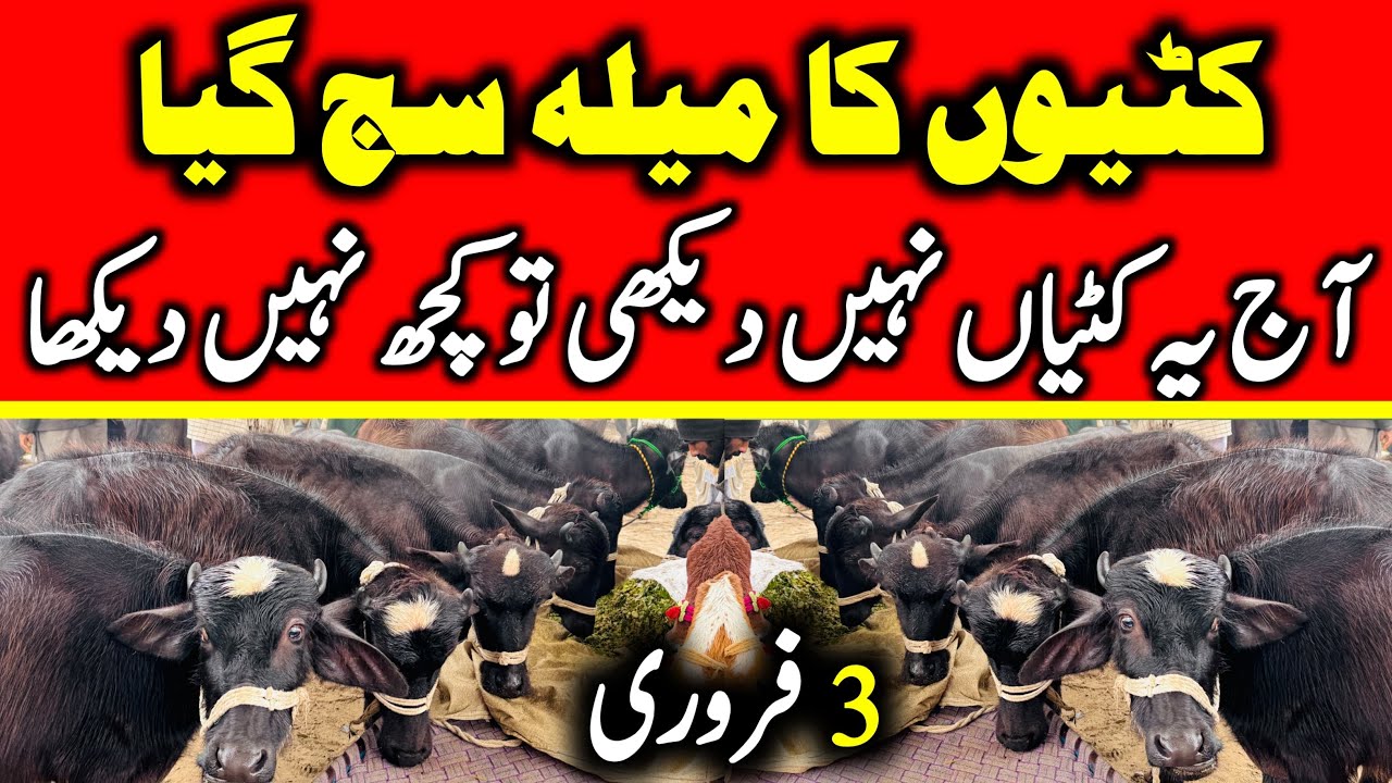 Pure Nili Ravi Kattyain for sale |Buffalo For Sale today in Punjab | Katti Farming In Pakistan 