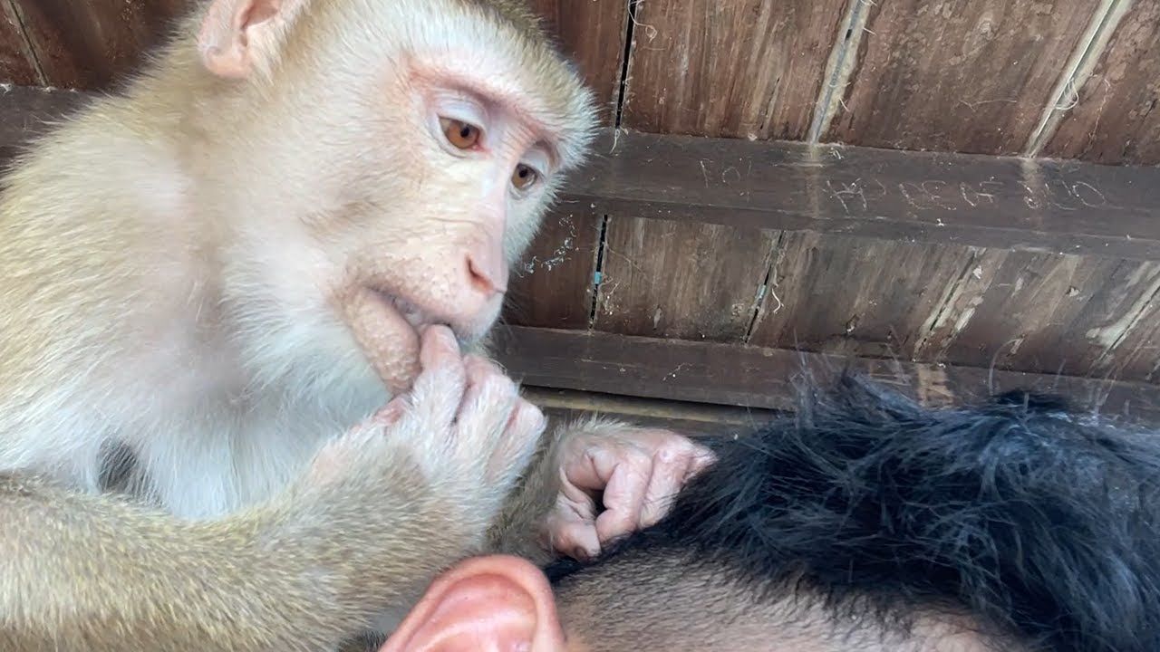 Adorable Zueii Monkey Like To Grooming And Clean My Hair