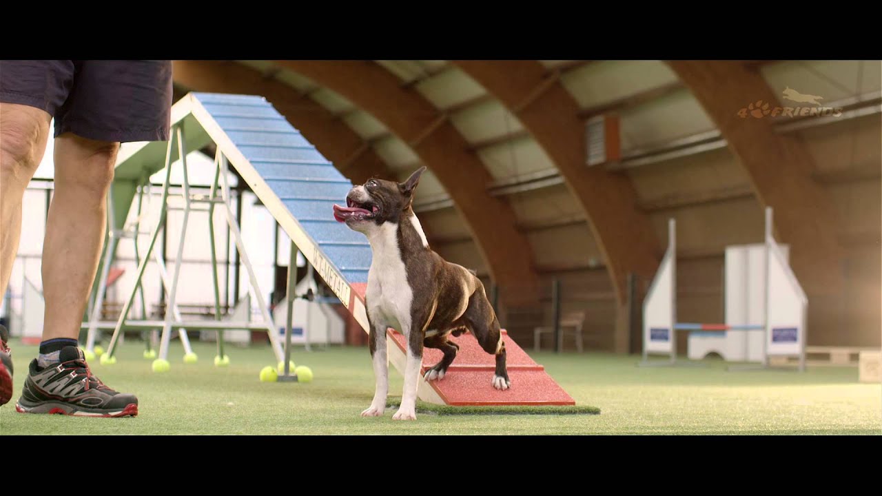 Dog - Agility Training – 4 Paws 2015 - Competition - Trailer