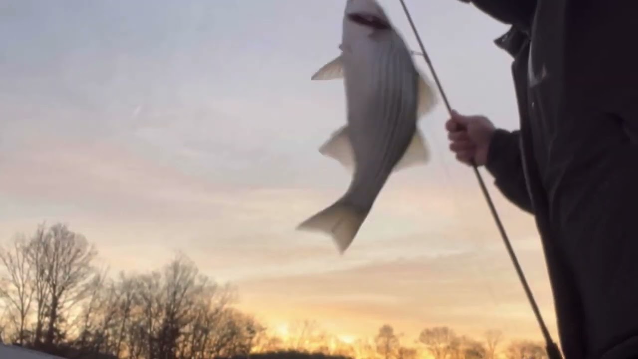 Catfish & Hybrid Fishing at Lake Norman, NC #fishing #fishinglife #morningfishing #northcarolina 