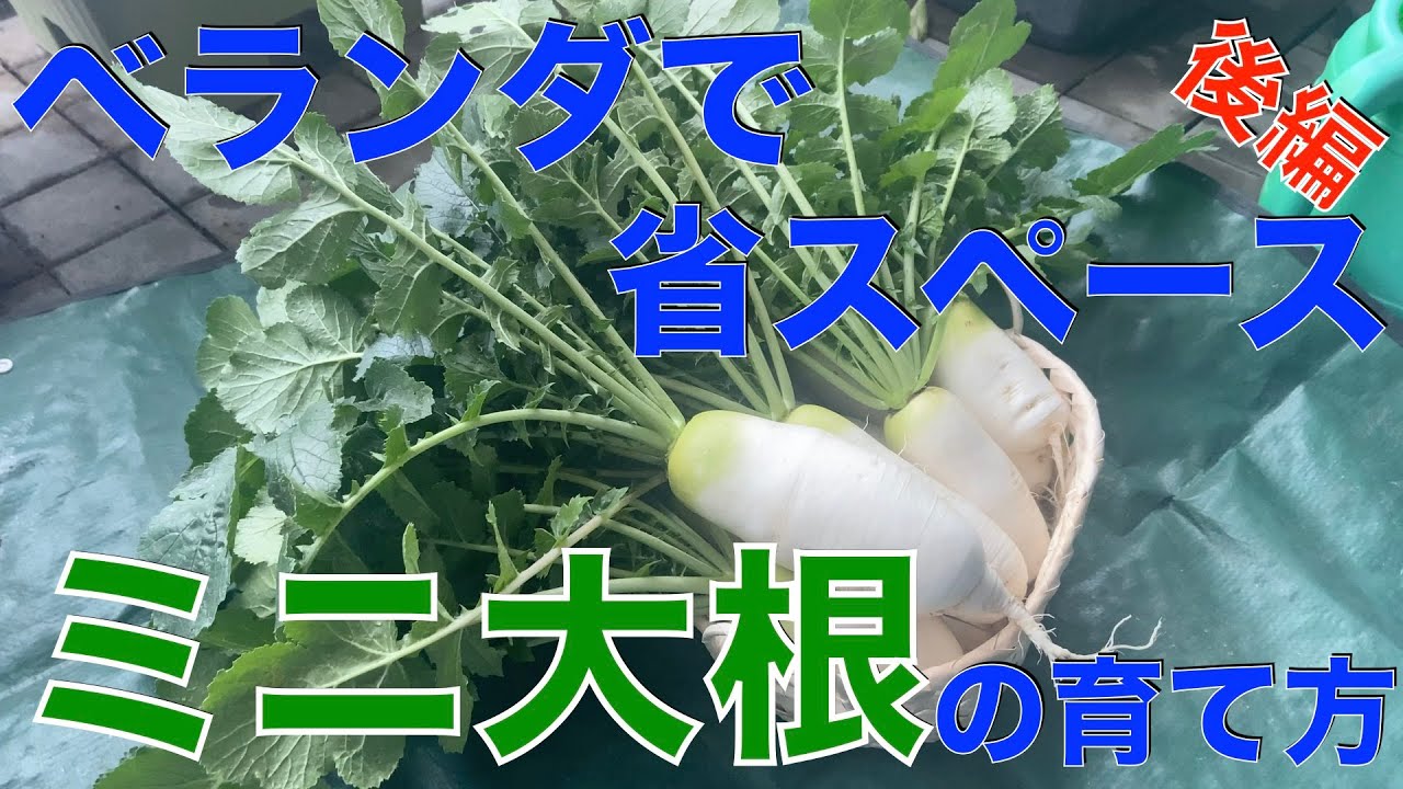 【ベランダ菜園】ペットボトルでミニ大根をいっぱい栽培してみよう（後編）