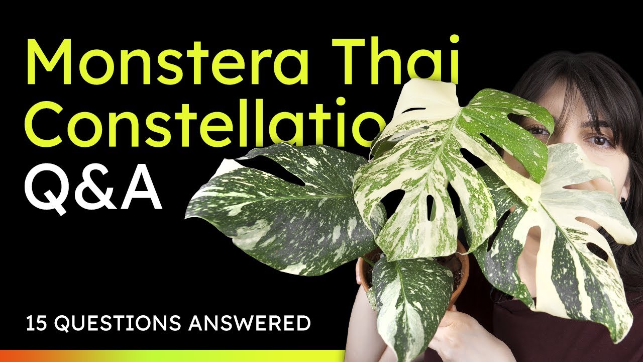 15 Burning Questions Answered about Monstera Thai Constellation