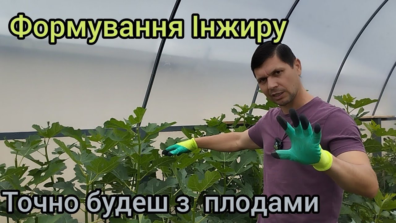 Інжир у Червні, що потрібно зробити і знати щоб мати Гарний врожай)))