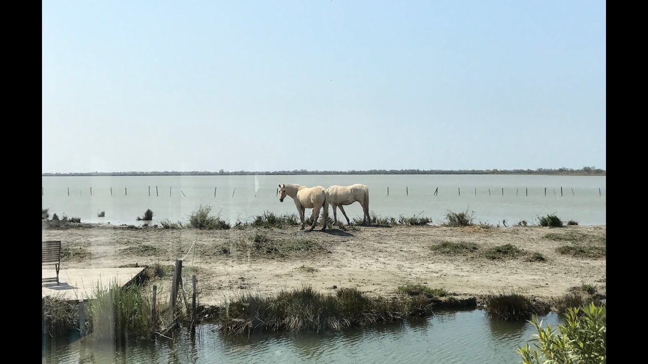 Le Pays Camarguais - Les Carnets de Julie