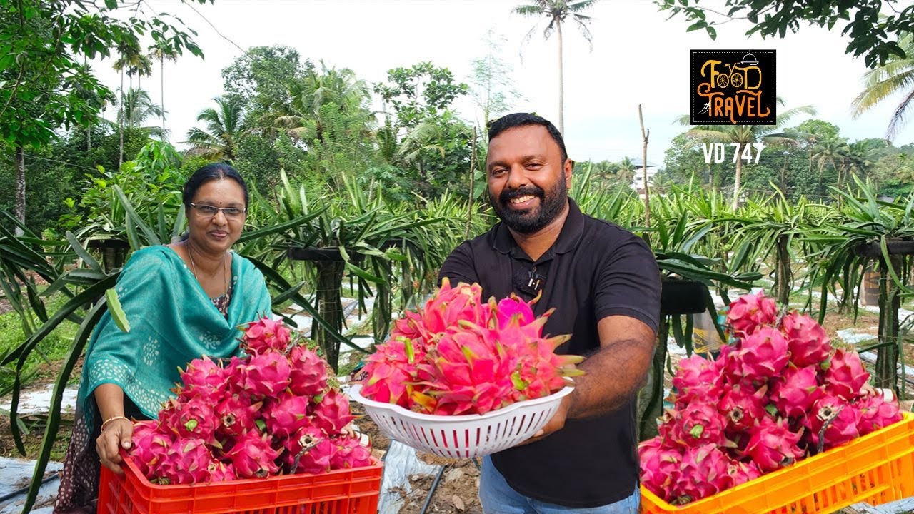ഒരു യൂട്യൂബ് ഡ്രാഗൺ ഫാം | A Kerala YouTube Dragon Fruit Farm | Is dragon fruit farming profitable?