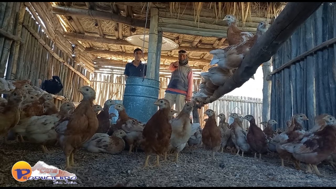 Gallinas Felices🐔 😃 Huevos Camperos🥚