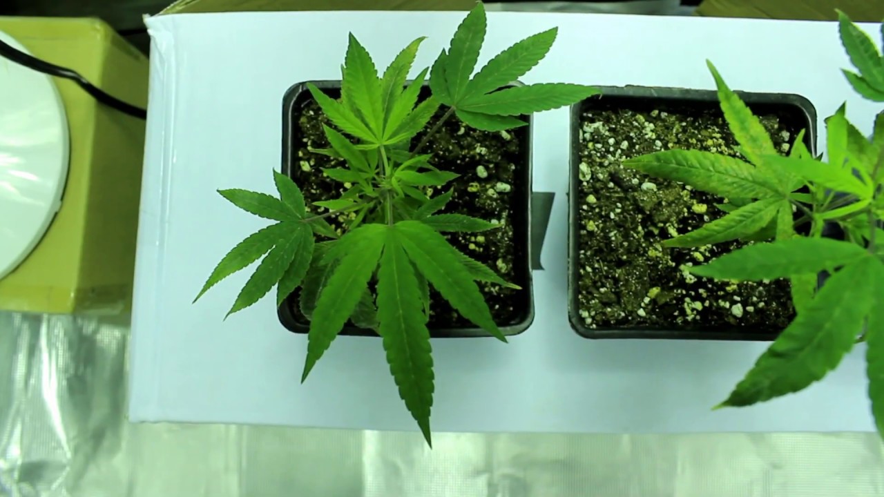 MY FIRST INDOOR GROW PART 1