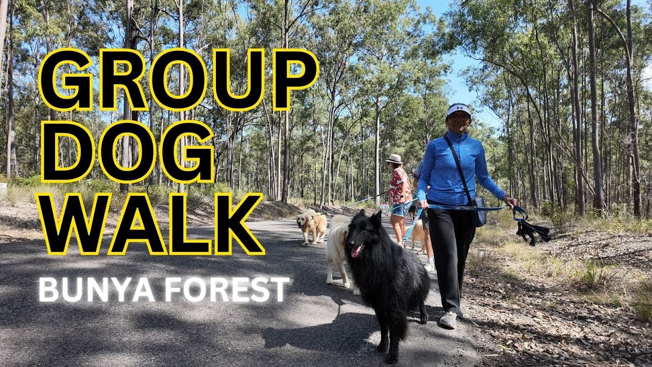 Dog Walk Diaries My Belgian Groenendael’s Social Adventures - Bunya Park