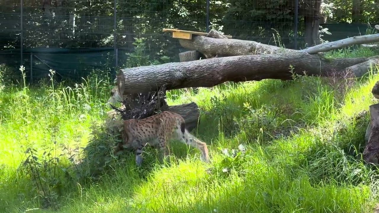 Luchse im Kleintierzoo