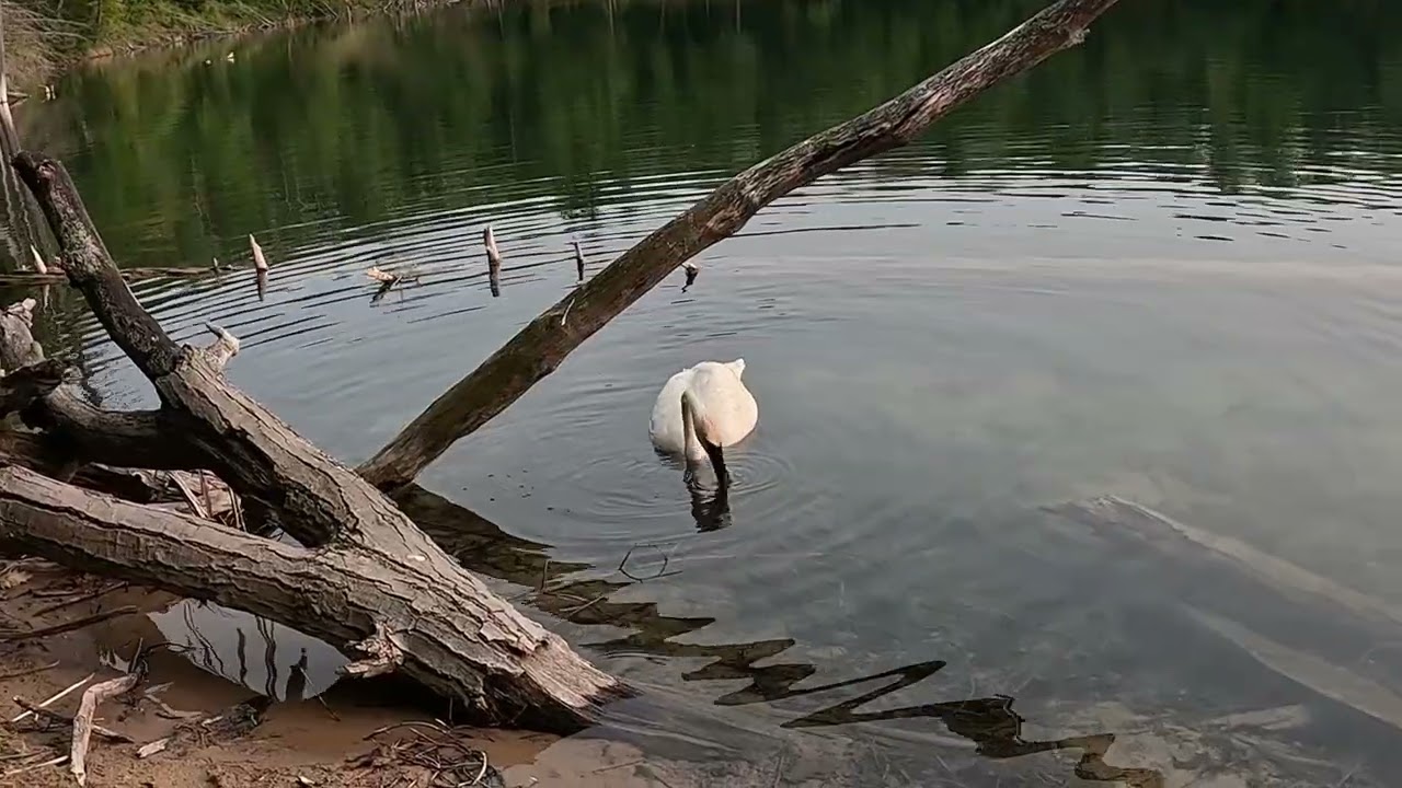COOL SWAN ENCOUNTER ON LOON LAKE