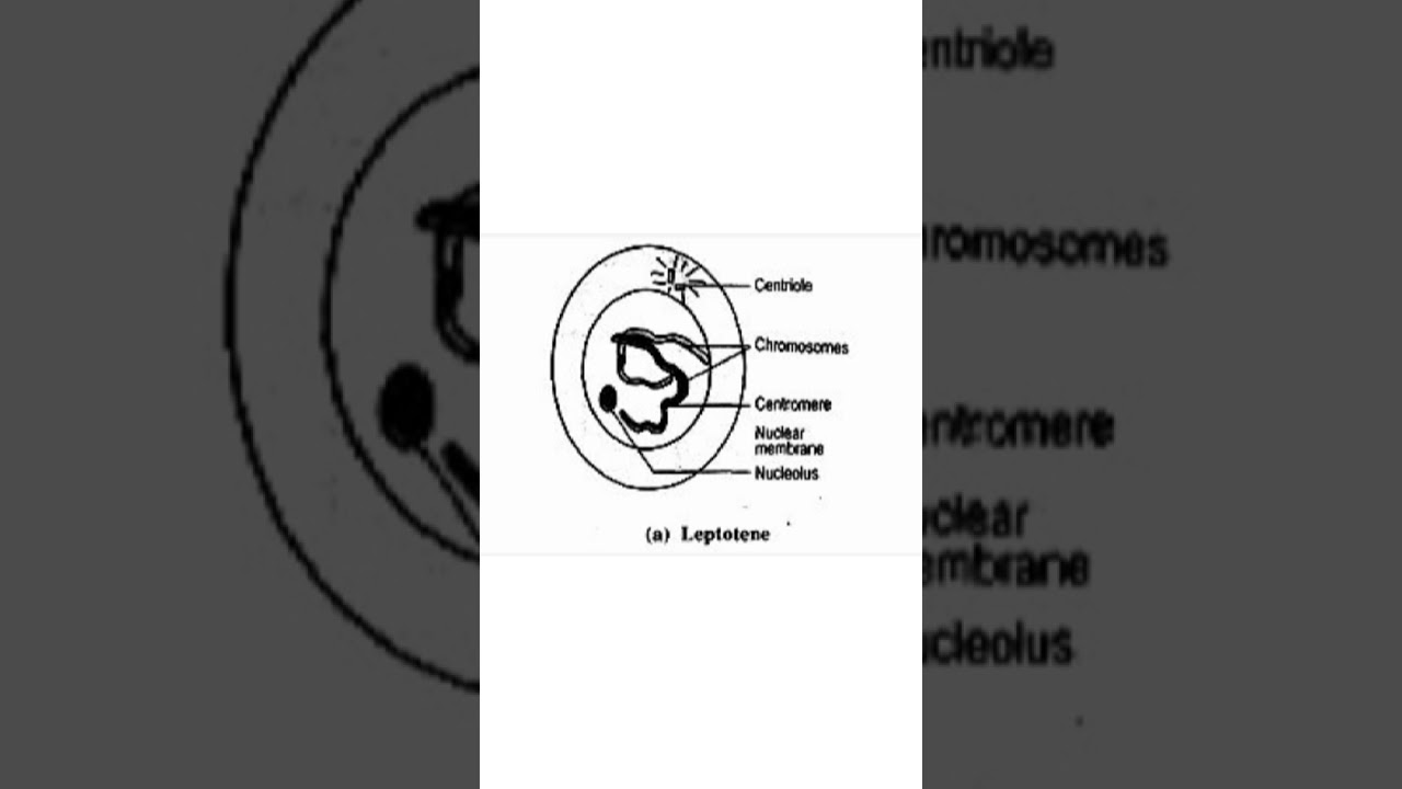 Zoology Practical in Odia,Leptotene ,CHSE,Science,Zoology,Odia #Shorts #Odia #Zoology #Science