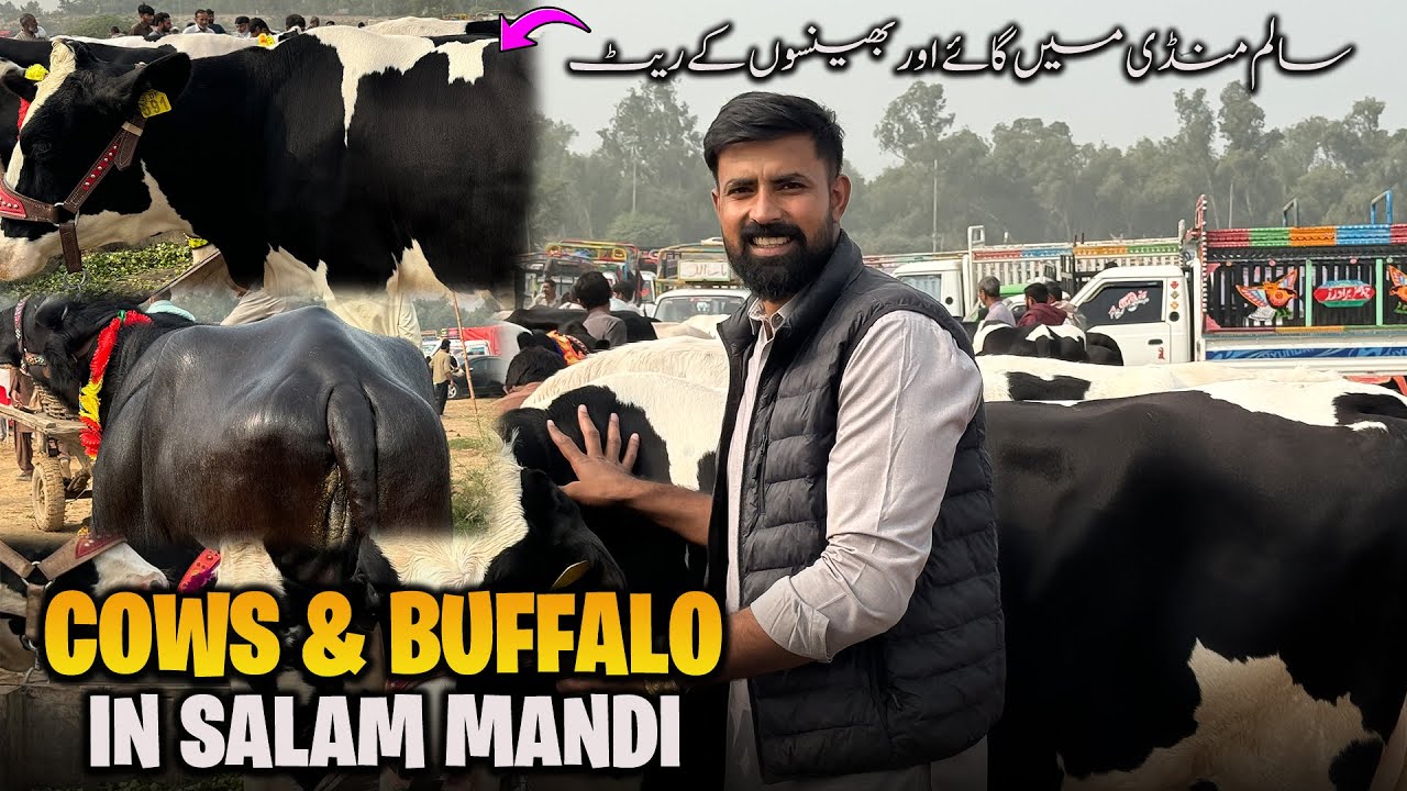 Waqar Bhinder In Salam Mandi Cow & Buffalo