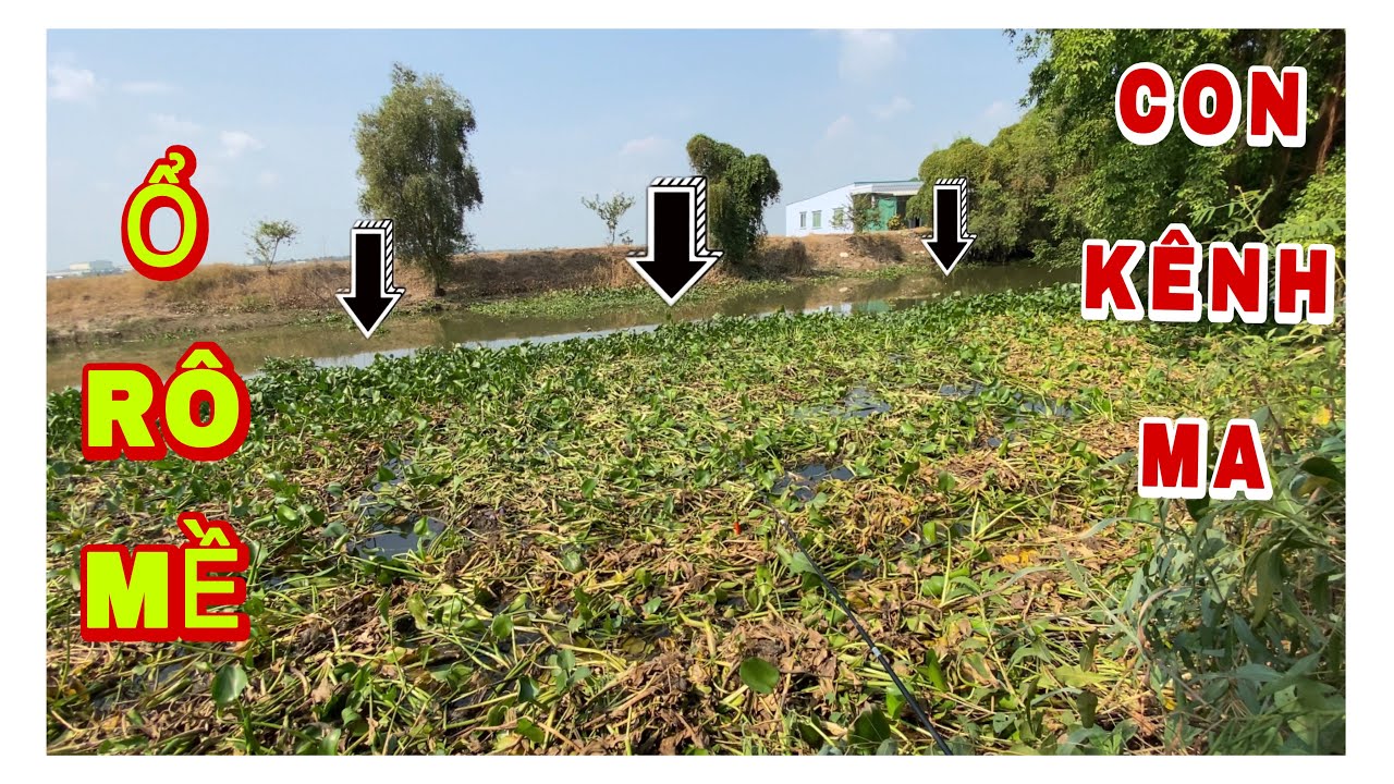 Câu CÁ RÔ ĐỒNG. Chạy Điểm Mà Gặp Con Kênh Kỳ Lạ, AE Cần Thủ Nghe Đến Tên Là Nỗi Hết Da Gà. #fishing 