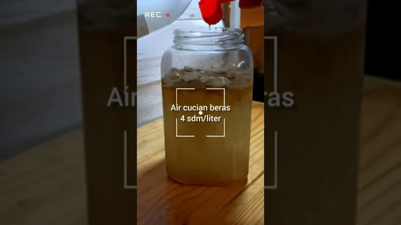 Artemia bisa besar lho!