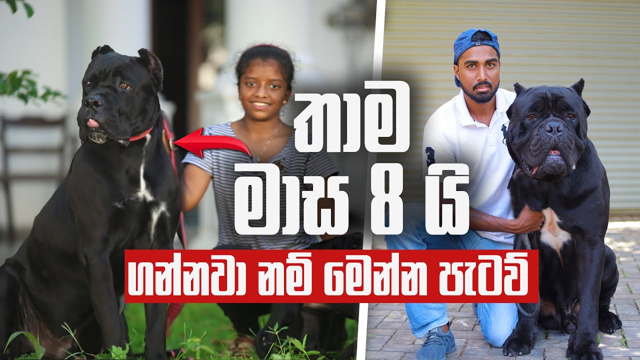 තාම මාස 8 යි - සයිස් එක ලොකූයි - ගන්නවා නම් මෙන්න පැටව් | Pet Talk